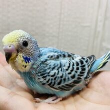 青空ブルーで心も晴れ晴れ☀️セキセイインコ（イエローフェイスオパーリン）⭐️
