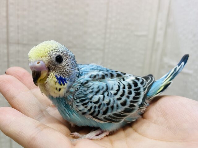 青空ブルーで心も晴れ晴れ☀️セキセイインコ（イエローフェイスオパーリン）⭐️