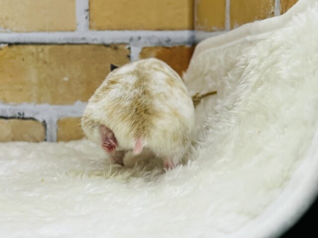 優しいスポット🧡激レア!ドミノハムスターの女の子ですよ〜✨ ゴールデンハムスター