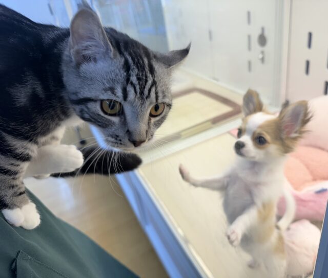 最新📷懐っこすぎてメロメロになっちゃう!マンチカン マンチカン