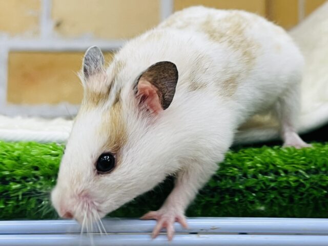 優しいスポット🧡激レア!ドミノハムスターの女の子ですよ〜✨ ゴールデンハムスター