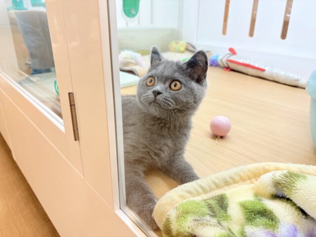 ブリティッシュショートヘア