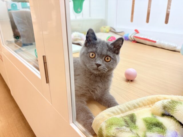 ブリティッシュショートヘア