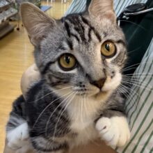 最新📷懐っこすぎてメロメロになっちゃう！マンチカン