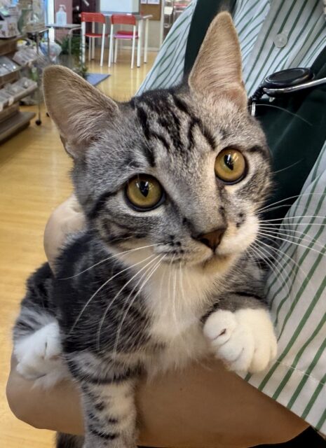 最新📷懐っこすぎてメロメロになっちゃう！マンチカン