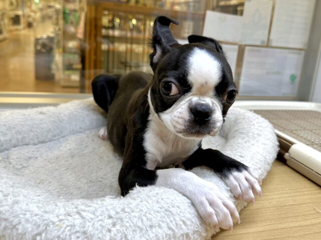 ムキムキ💪🏻♡ボストンテリア女の子 ボストンテリア