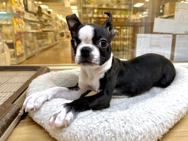 ムキムキ💪🏻♡ボストンテリア女の子 ボストンテリア