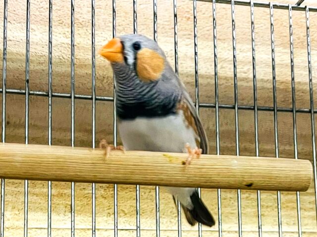 立派な成鳥✨キンカ鳥(フォーン)の男の子と女の子♡ 錦花鳥(キンカチョウ)