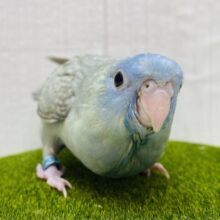 ꉂꉂ📢ﾋﾟｰﾎﾟﾎﾟ甘え鳴きが止まりません💕サザナミインコのスパングル❗️