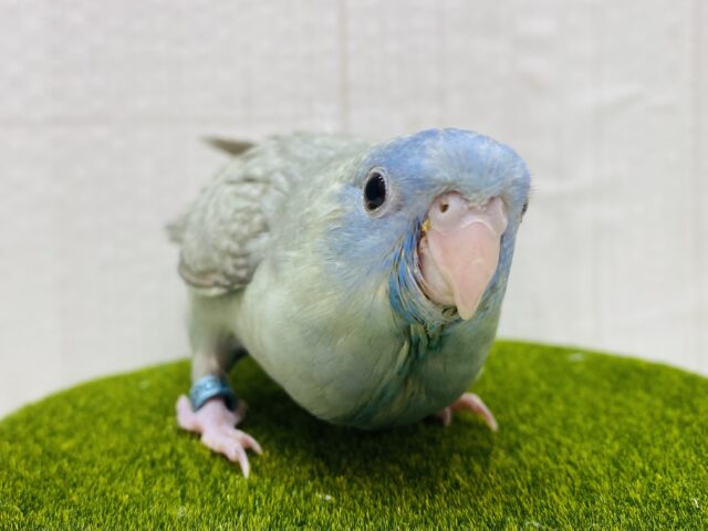 ꉂꉂ📢ﾋﾟｰﾎﾟﾎﾟ甘え鳴きが止まりません💕サザナミインコのスパングル❗️