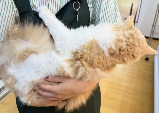 最新📷イケにゃんミヌエットくん! ミヌエット