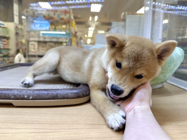 きゅるきゅる⭐️ミックス犬(ポメラニアン✖️柴犬)男の子 ポメ柴