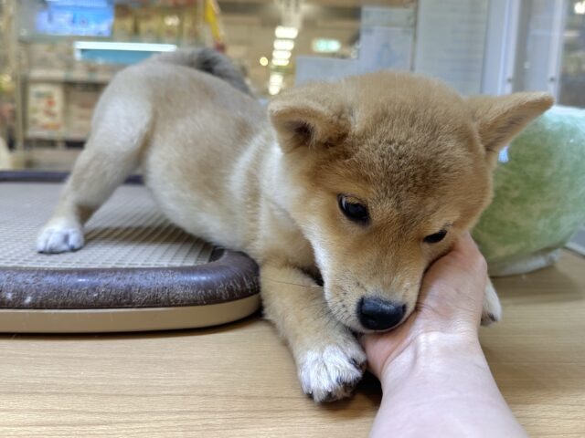 きゅるきゅる⭐️ミックス犬(ポメラニアン✖️柴犬)男の子 ポメ柴