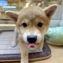 元気いっぱい⭐️ミックス犬(ポメラニアン✖️柴犬)男の子