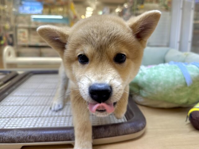 きゅるきゅる⭐️ミックス犬(ポメラニアン✖️柴犬)男の子 ポメ柴