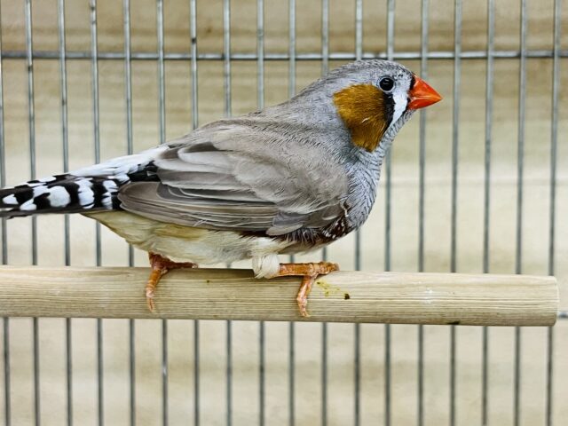 立派な成鳥✨キンカ鳥(フォーン)の男の子と女の子♡ 錦花鳥(キンカチョウ)
