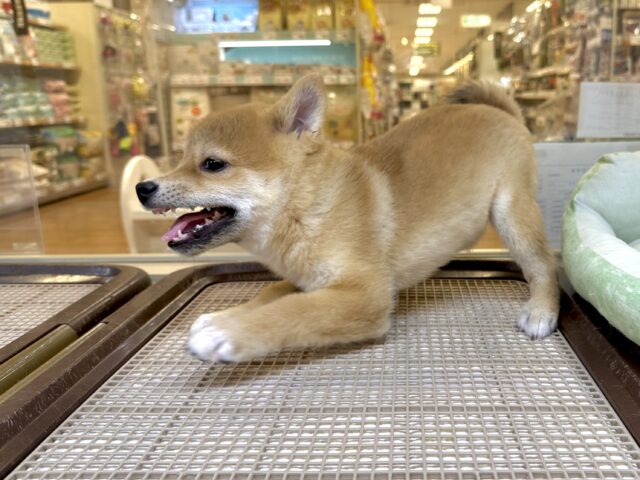 きゅるきゅる⭐️ミックス犬(ポメラニアン✖️柴犬)男の子 ポメ柴