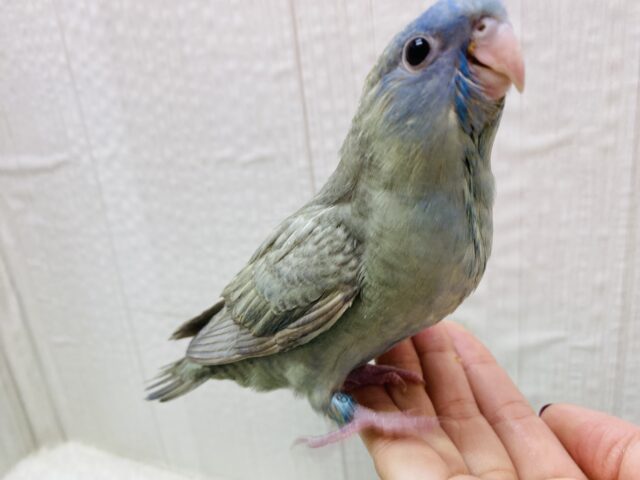 サザナミインコ
