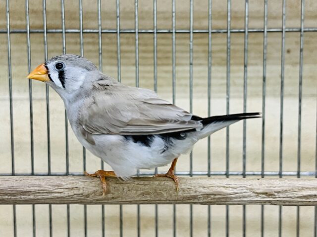 立派な成鳥✨キンカ鳥(フォーン)の男の子と女の子♡ 錦花鳥(キンカチョウ)
