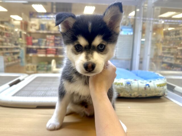 大型新人✨️✨️✨️✨️とっても珍しいミックス犬!ポンスキー男の子 ポンスキー