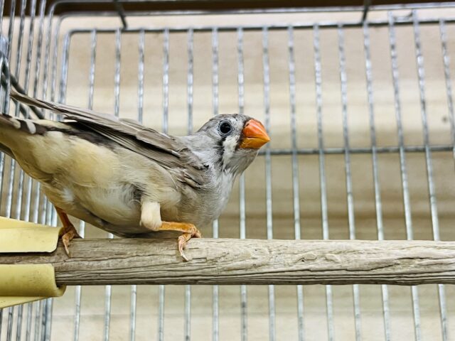 立派な成鳥✨キンカ鳥(フォーン)の男の子と女の子♡ 錦花鳥(キンカチョウ)