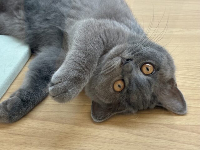 ブリティッシュショートヘア