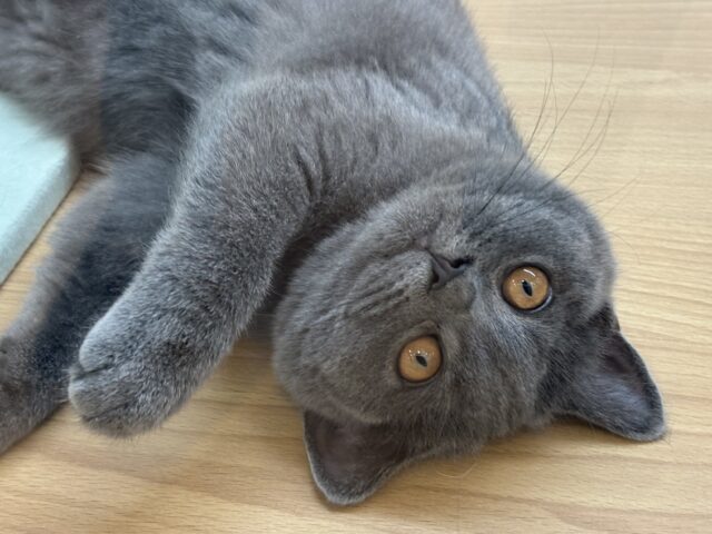 心開いたら甘々止まらん♡ブリティッシュショートヘアちゃん！