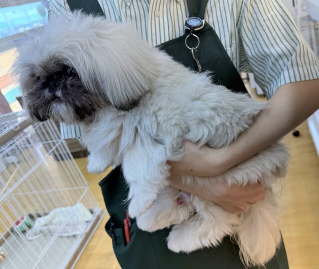 最新📷元気いっぱい!抱っこ大好きなペキニーズくん! ペキニーズ