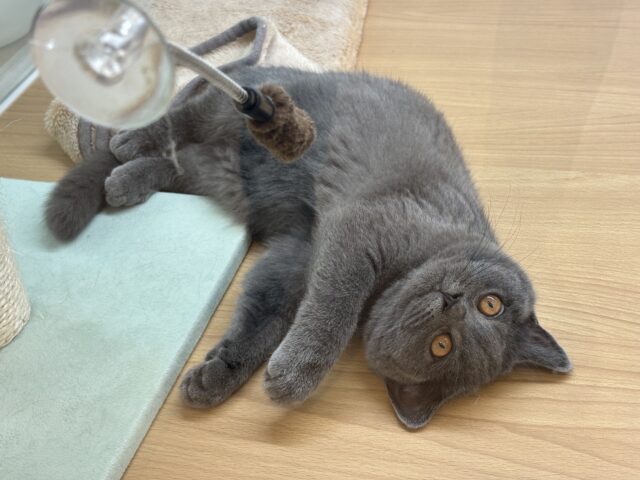 ブリティッシュショートヘア