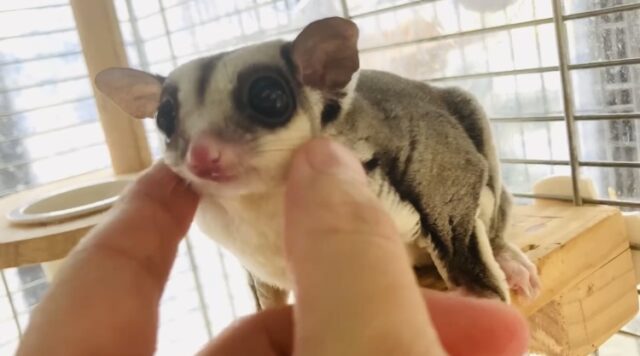 フクロモモンガ