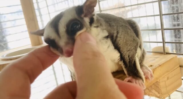 フクロモモンガ