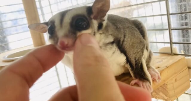 フクロモモンガ