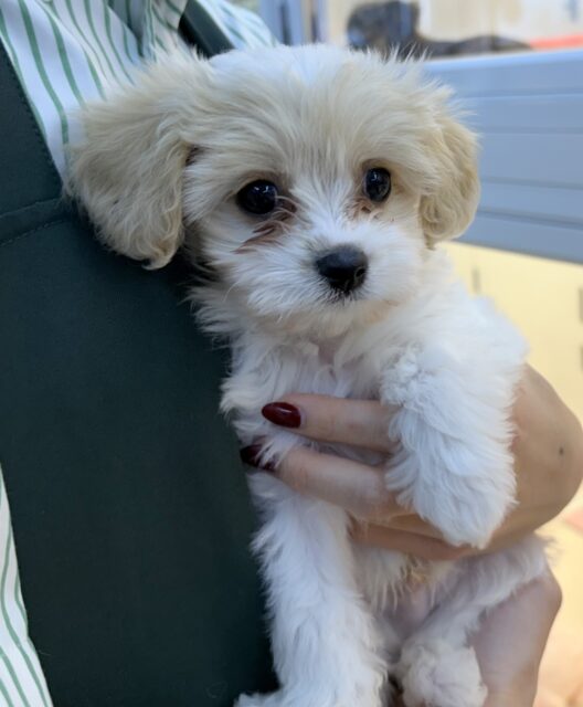 キャバビション