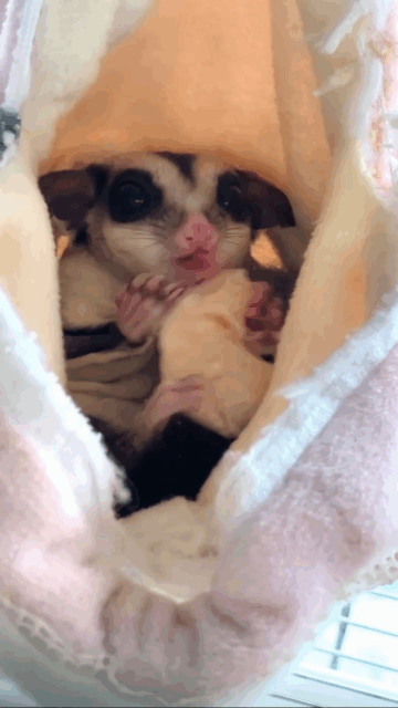 フクロモモンガ