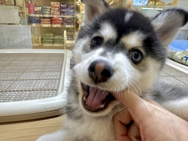 大型新人✨️✨️✨️✨️とっても珍しいミックス犬!ポンスキー男の子 ポンスキー