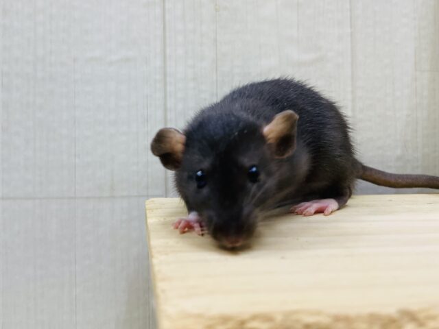 ファンシーラット