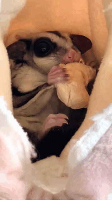 フクロモモンガ