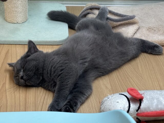 ブリティッシュショートヘア