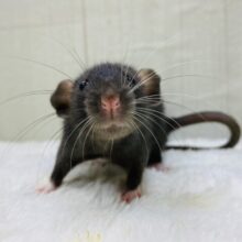 最新画像有ります⭐️とっても賢いんだぞｫ〜‼️ファンシーラットBOYS😎✨