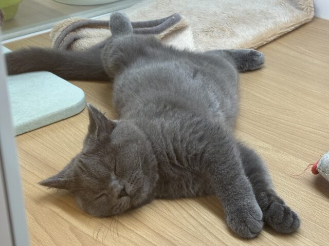 ブリティッシュショートヘア