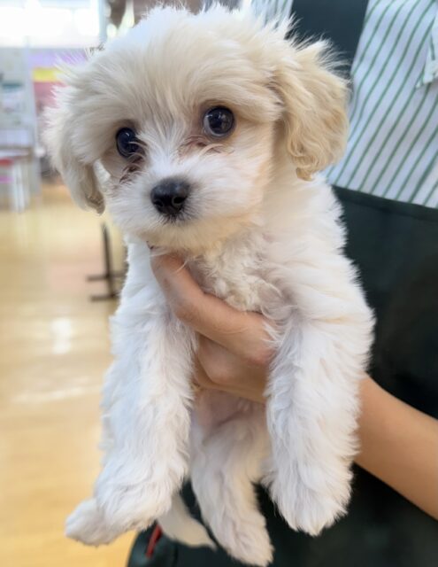 キャバビション