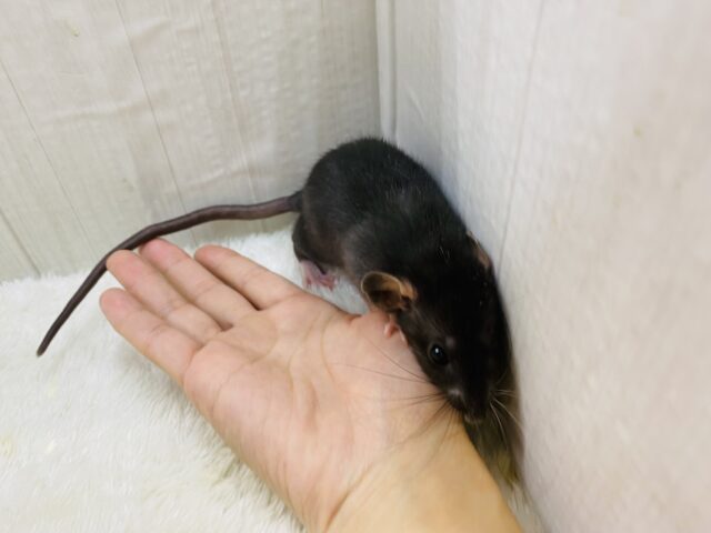 ファンシーラット