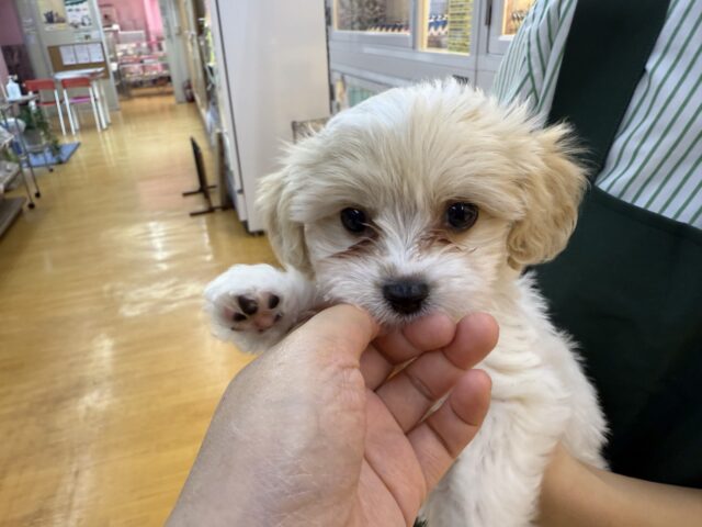 キャバビション