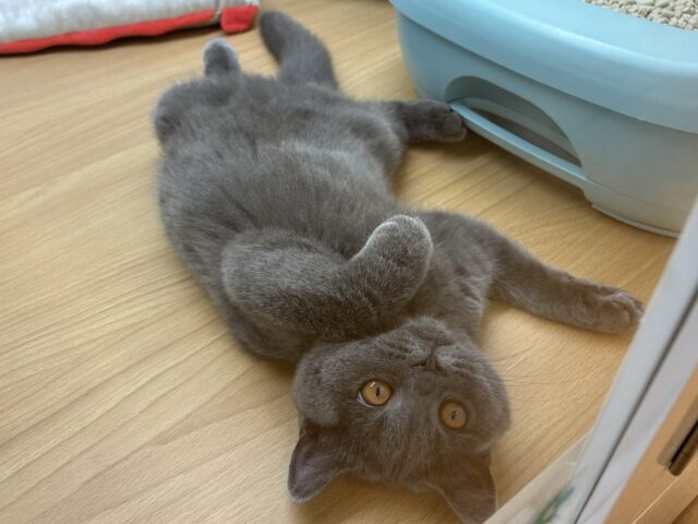 ブリティッシュショートヘア