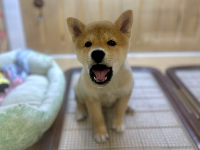 きゅるきゅる⭐️ミックス犬(ポメラニアン✖️柴犬)男の子 ポメ柴