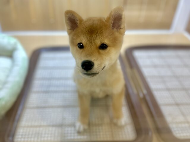 きゅるきゅる⭐️ミックス犬(ポメラニアン✖️柴犬)男の子 ポメ柴