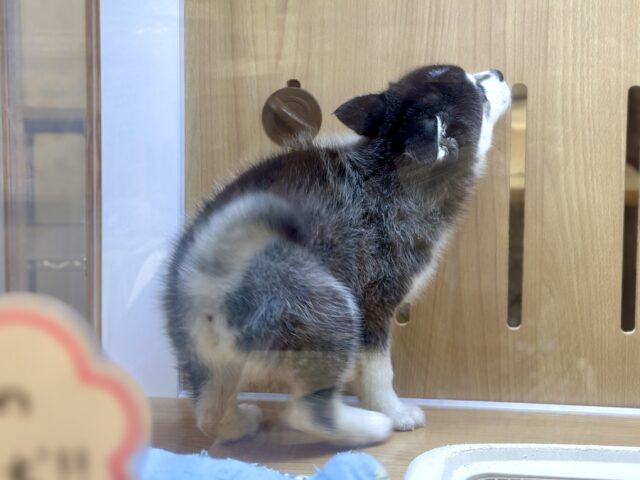 大型新人✨️✨️✨️✨️とっても珍しいミックス犬!ポンスキー男の子 ポンスキー