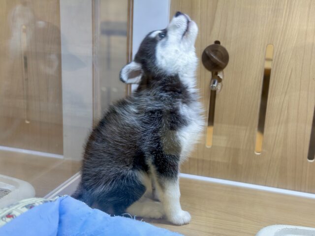 大型新人✨️✨️✨️✨️とっても珍しいミックス犬!ポンスキー男の子 ポンスキー