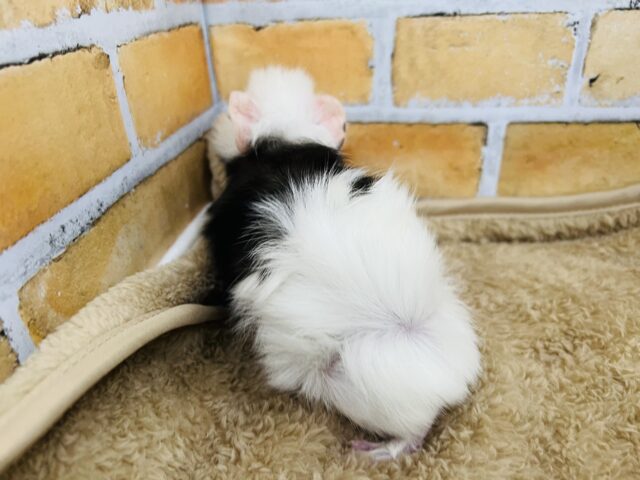 モーモー🐄牛柄🥛寝癖ぐりぐりのアビシニアンモルモットの女の子♡ アビシニアンモルモット