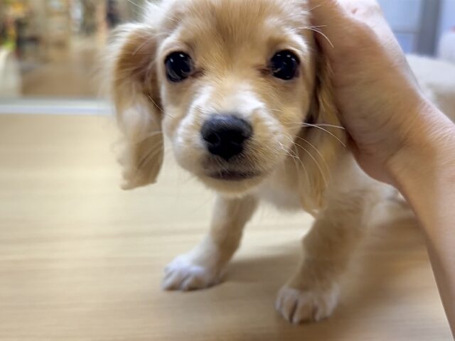 人気のミックスちゃん💛チワワ✖️ミニチュアダックスフンド